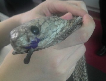 廣州白云機場CEIA安檢門檢測通道驚現(xiàn)逼真蛇形皮帶[圖]